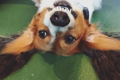 Jackson