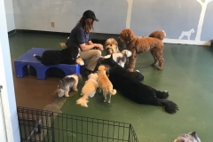 doghouse