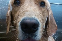 Buddy