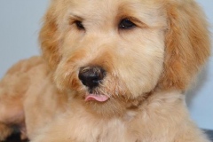 Cal