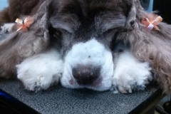 Cosette