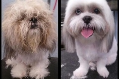 Dolce