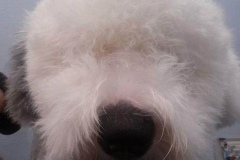 Lila