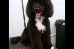 Lilly